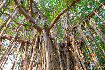 Ficus benghalensis, banyan fig, mangroves in India, tropical evergreen tree, large canopy coverage, aerial roots, monsoon and rainforests