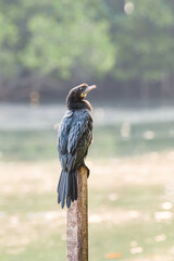 Indian cormorant, shag or Phalacrocorax fuscicollis sitting on tree trunk, inland waters of subcontinent India, mangroves wildlife