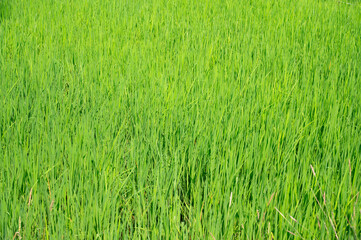 Rice paddy field in countryside of India, plants standing in the water, agriculture plantation, cultivated food supply in Asia