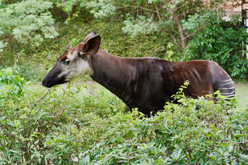 日本の神奈川県横浜市の動物園の動物　オカピ