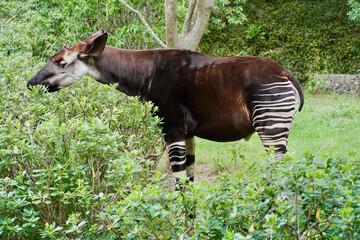 日本の神奈川県横浜市の動物園の動物　オカピ