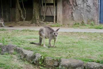 日本の横浜市の動物園　カンガルー