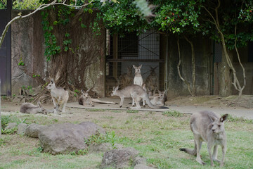 日本の横浜市の動物園　カンガルー