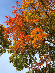 Autumn trees in bright colors a sunny day with blue sky.