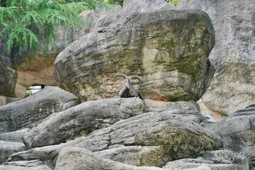 日本の横浜市の動物園　バーラル
