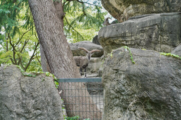 日本の横浜市の動物園　バーラル