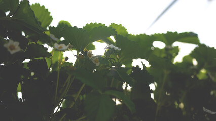 Close-up of strawberry plants with white blossoms growing in greenhouse. Early stage of fruit production in modern agriculture system.