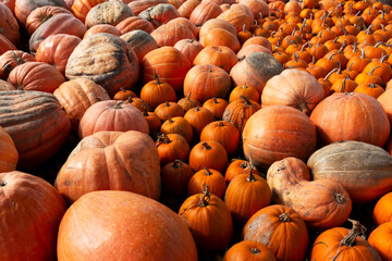 A raw or ripe pumpkins picked from the garden in Hokkaido, Japan and ready for Halloween. Fresh autumn harvest of pumpkins.