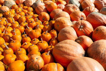 A raw or ripe pumpkins picked from the garden in Hokkaido, Japan and ready for Halloween. Fresh autumn harvest of pumpkins.