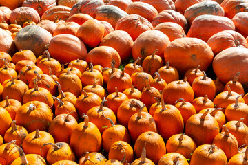 A raw or ripe pumpkins picked from the garden in Hokkaido, Japan and ready for Halloween. Fresh autumn harvest of pumpkins.
