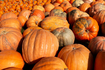 A raw or ripe pumpkins picked from the garden in Hokkaido, Japan and ready for Halloween. Fresh autumn harvest of pumpkins.