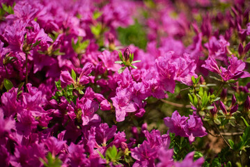 Vibrant Pink Azalea Flowers in Bloom