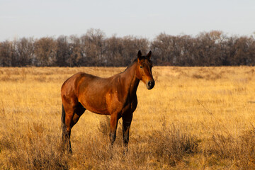 Fototapeta premium Bay Horse Standing Proudly in a Golden Autumn Field