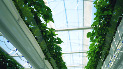 Upward view of hydroponic strawberry plants in a glass-roof greenhouse. Lush greenery and irrigation tubes highlight a high-tech farming system.