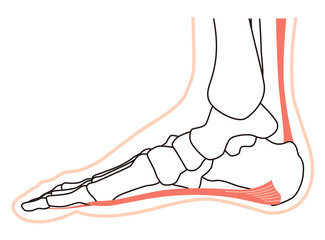 足底筋膜　足底腱膜　足底筋膜炎　足の筋肉