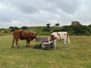 Naklejka premium cows in the field