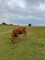 cows in the field