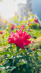 Bright red Rose in a Sunlit Garden Capturing Beauty, Color, and Tranquil Nature Moment