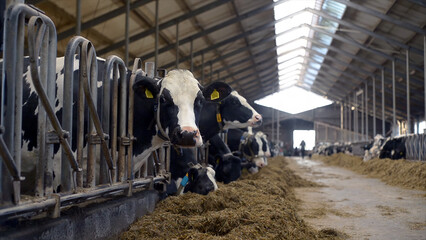 Wide view of dairy cows eating hay inside modern livestock barn. Industrial agriculture and milk production on commercial dairy farm.