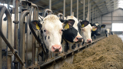 Close-up of dairy cows eating hay inside modern livestock farm. Agriculture and milk production...
