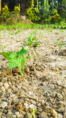 Young Green Seedlings Growing in Fresh Soil Field Under Bright Outdoor Light