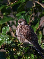 bird on a branch