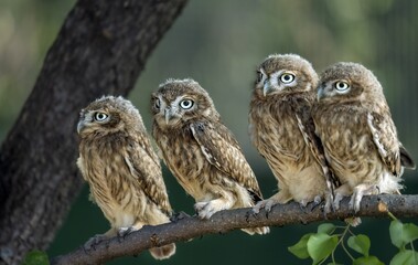 great horned owl