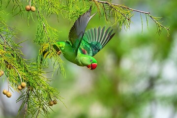 ladybird on a branch of a tree