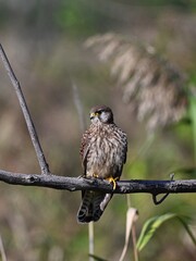 red tailed hawk perched