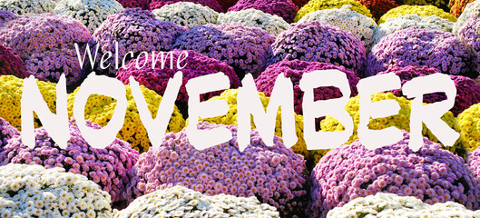 Welcome November banner with white letters on colorful chrysanthemums flowers