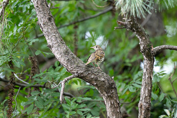 lizard on a tree