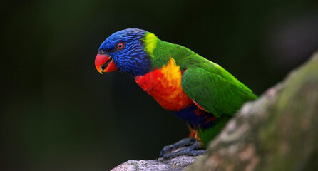 rainbow lorikeet in the jungle