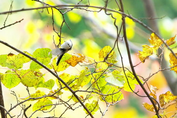 細い枝に止まっていたシマエナガ