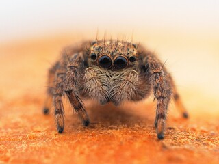 spider on a web