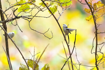 細い枝に止まっていたシマエナガ