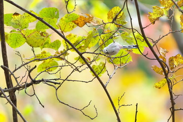 細い枝に止まっていたシマエナガ