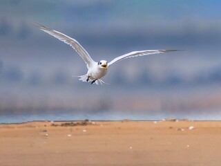 seagull on the beach