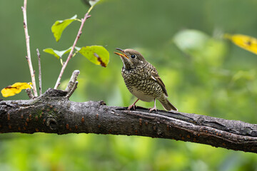 red backed shrike