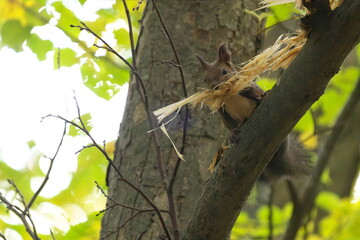樹皮を剥ぎ取っていたエゾリス