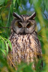 great horned owl in autumn