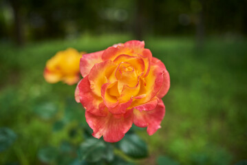 Vibrant orange and yellow rose in bloom