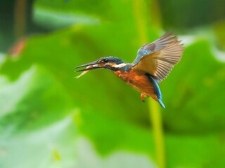 kingfisher on a branch