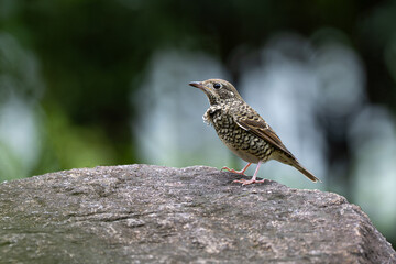 a small sparrow on a rock