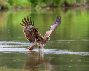 red tailed eagle