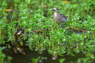 pigeon on the grass