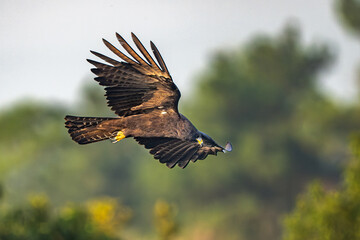 red tailed hawk