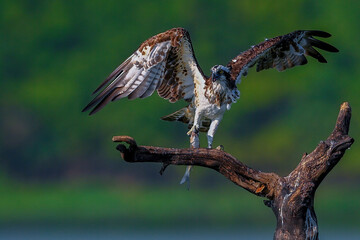 red tailed hawk buteo