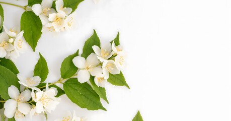lily of the valley isolated on white