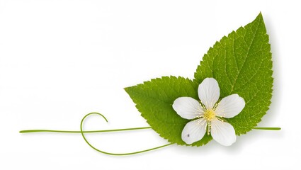 white flower with green leaves