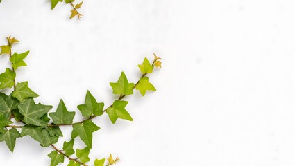 green leaves background